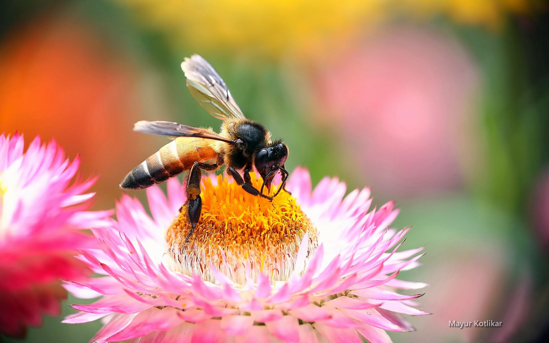 mayurkotlikar-bee1.jpg