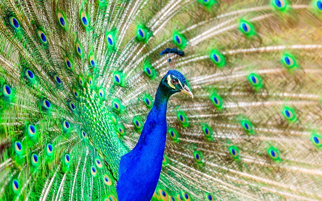 peacock-1973546_640